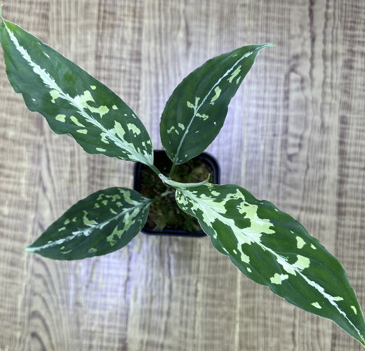Aglaonema pictumちゃんぷーるfrom P.Pade【AZ0421-1
