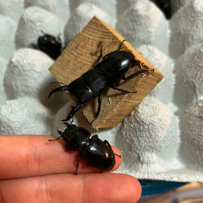 ホンダ TLM260RF 整備済み レア車 トライアル 陸送可能 ホンダ