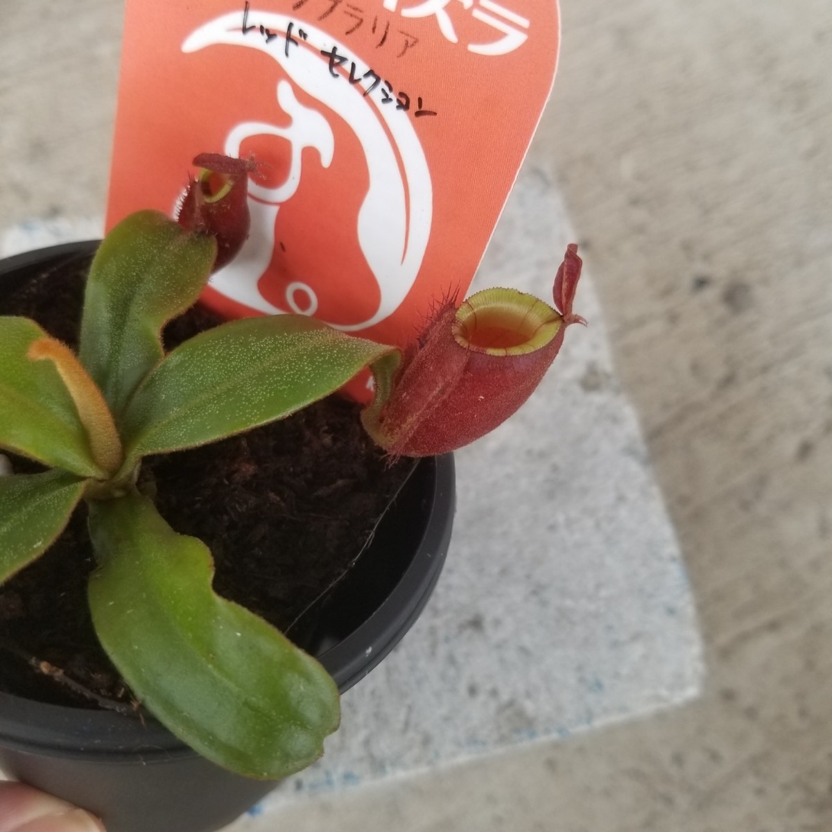 未使用】レア 食虫植物 ネペンテス アンプラリア レッドセレクション