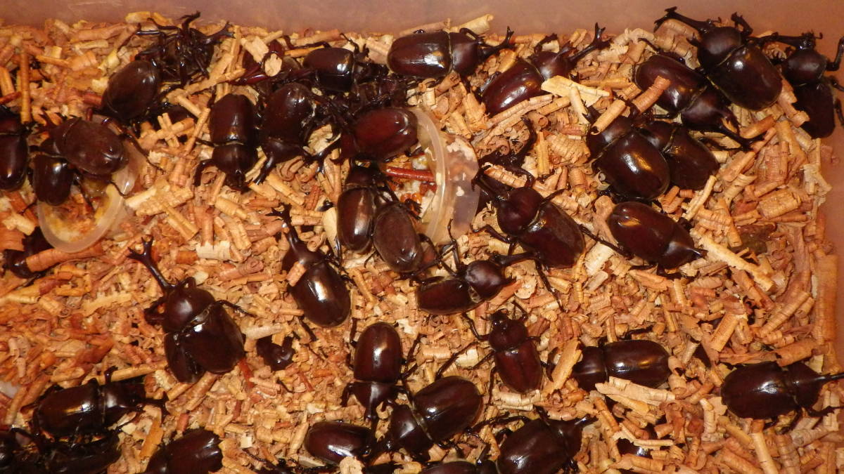 茨城虫の里♪国産カブト♂♀フリーサイズ100ペア 国産カブトムシ☆黒カブトレッドアイ新成虫♂Lサイズ♀フリーサイズペア