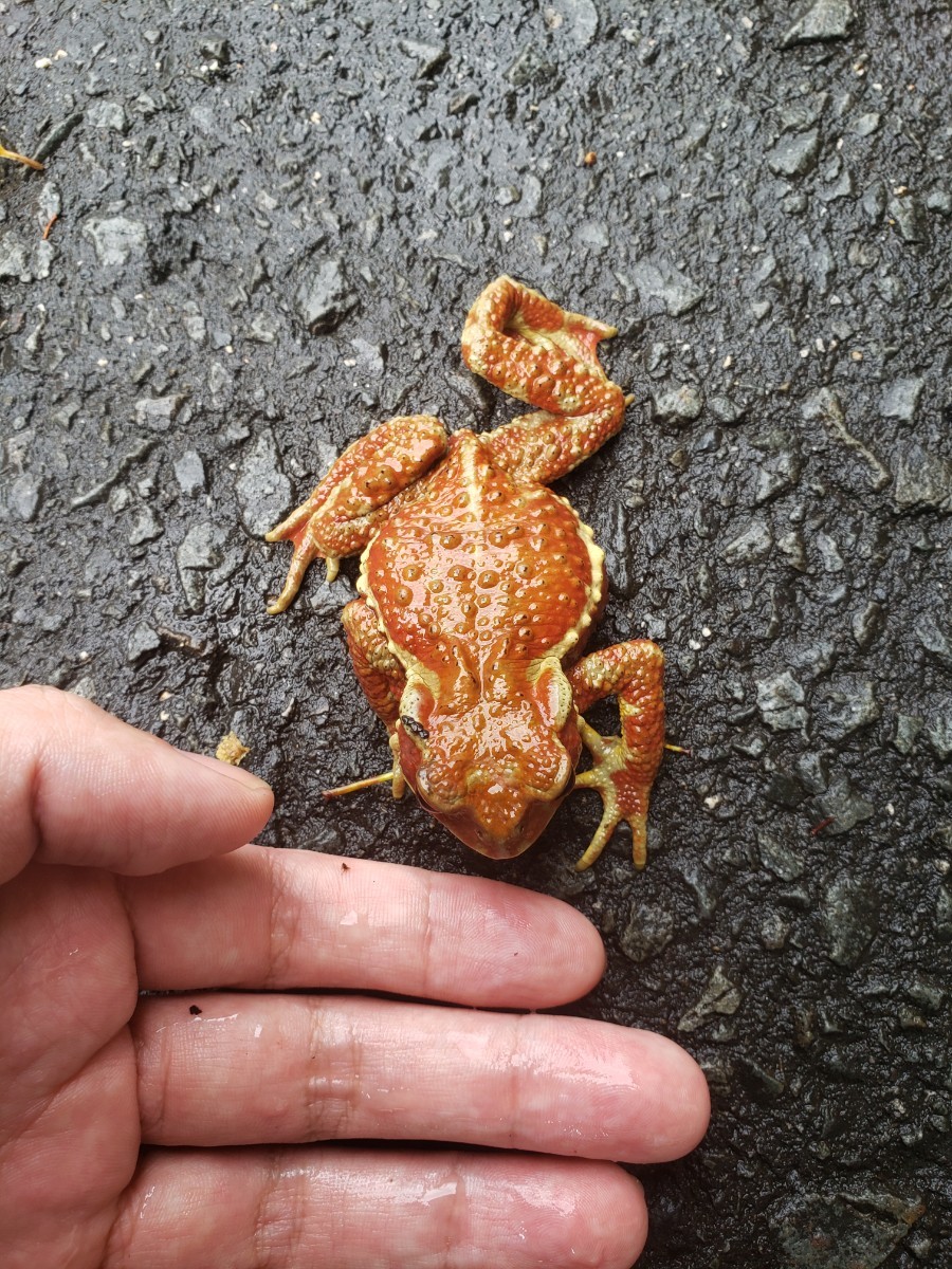 超赤② ナガレヒキガエル 奈良県産