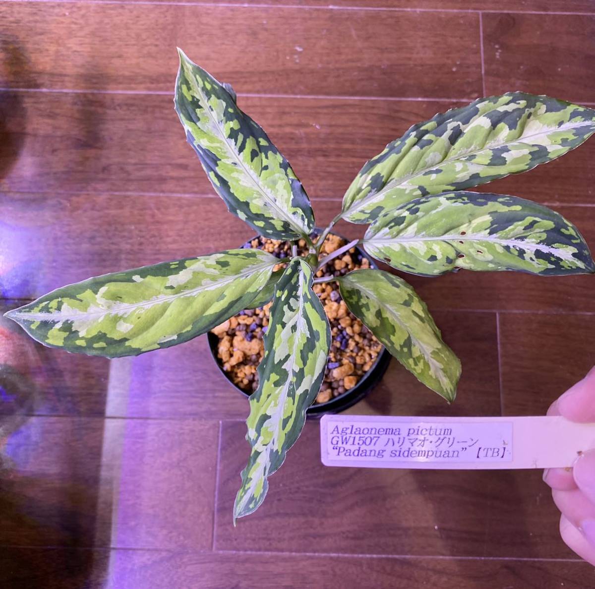 TB便】双子株 Aglaonema pictum GW1908-9 アレグロ “ Padang