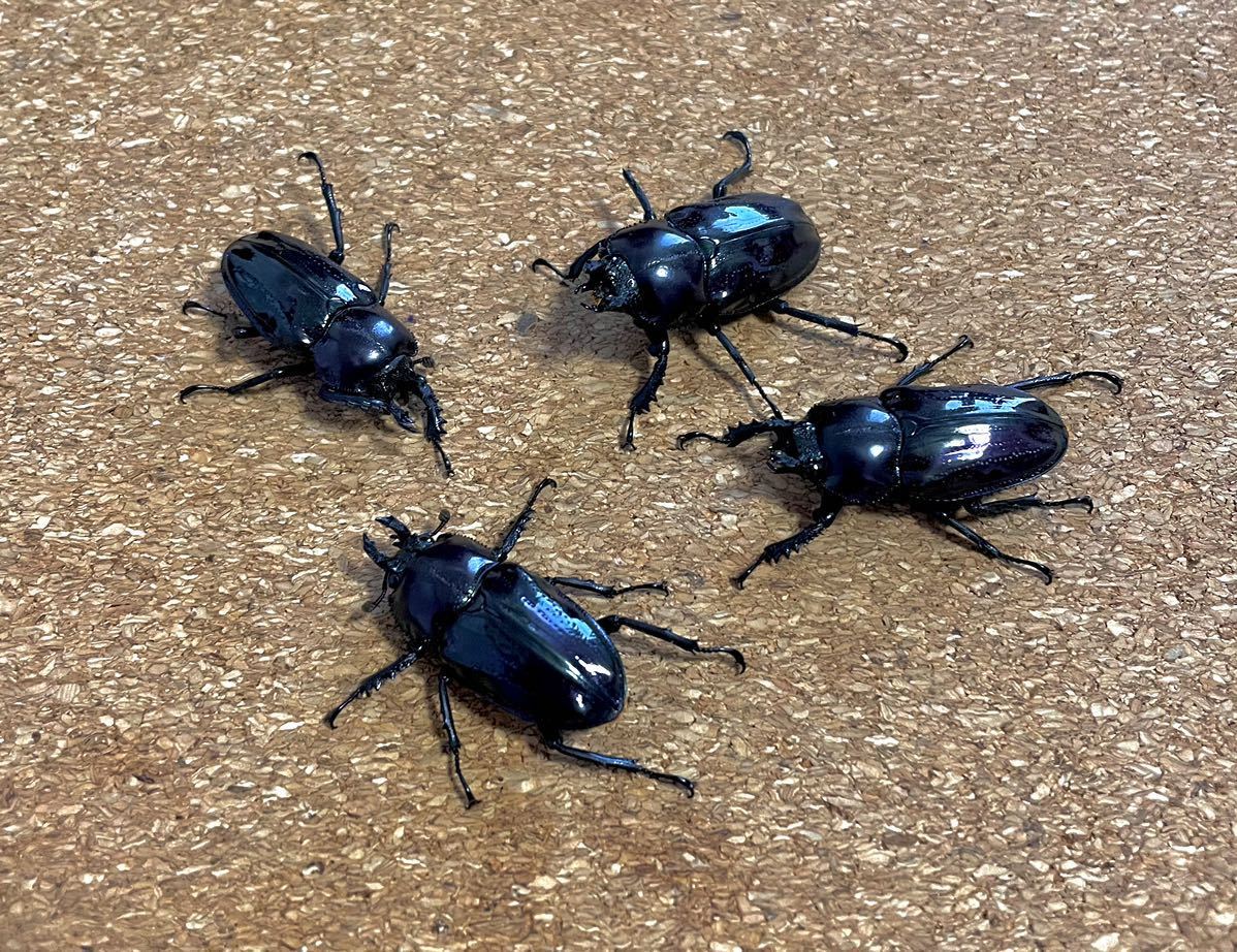 種親放出！！裏側ブルー ニジイロクワガタ ピカール血統 ペア ピカール