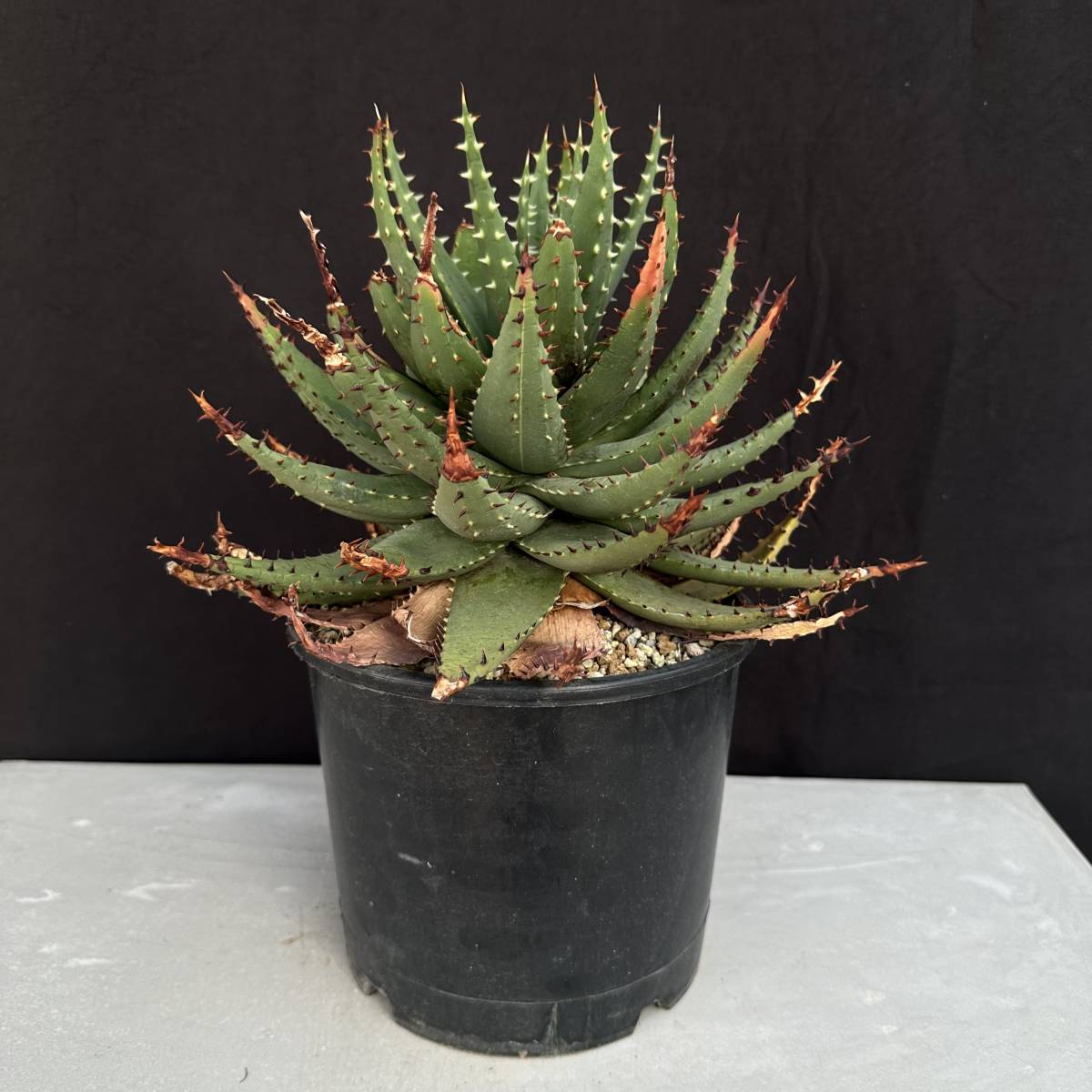 アロエ エリナケア × 白磁盃 」多肉植物 大株 観葉植物