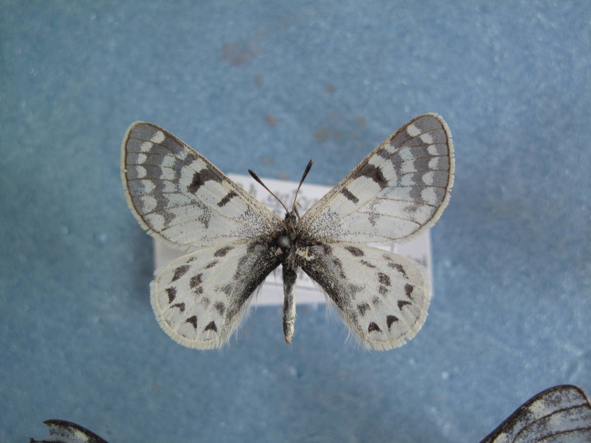 パルナシウス大図鑑 【公式通販】