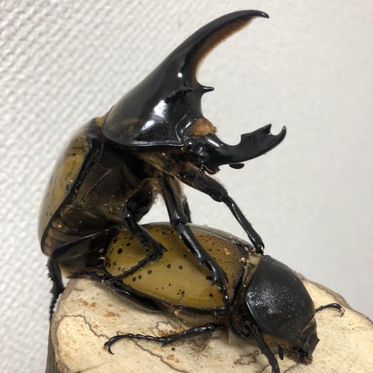 マヤシロカブト｜ドルクスダンケ