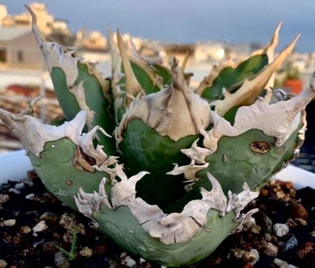 アガベ チタノタ US株 子株（検：Godzilla / ゴジラ）