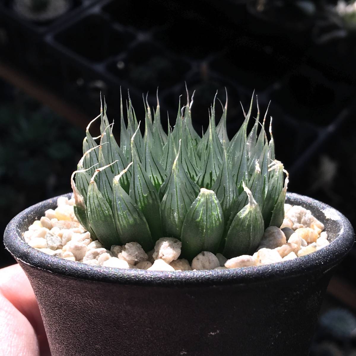 原種】 ハオルチア アクエア H. aquea n.n., DMC s.n., hill, 10 km N