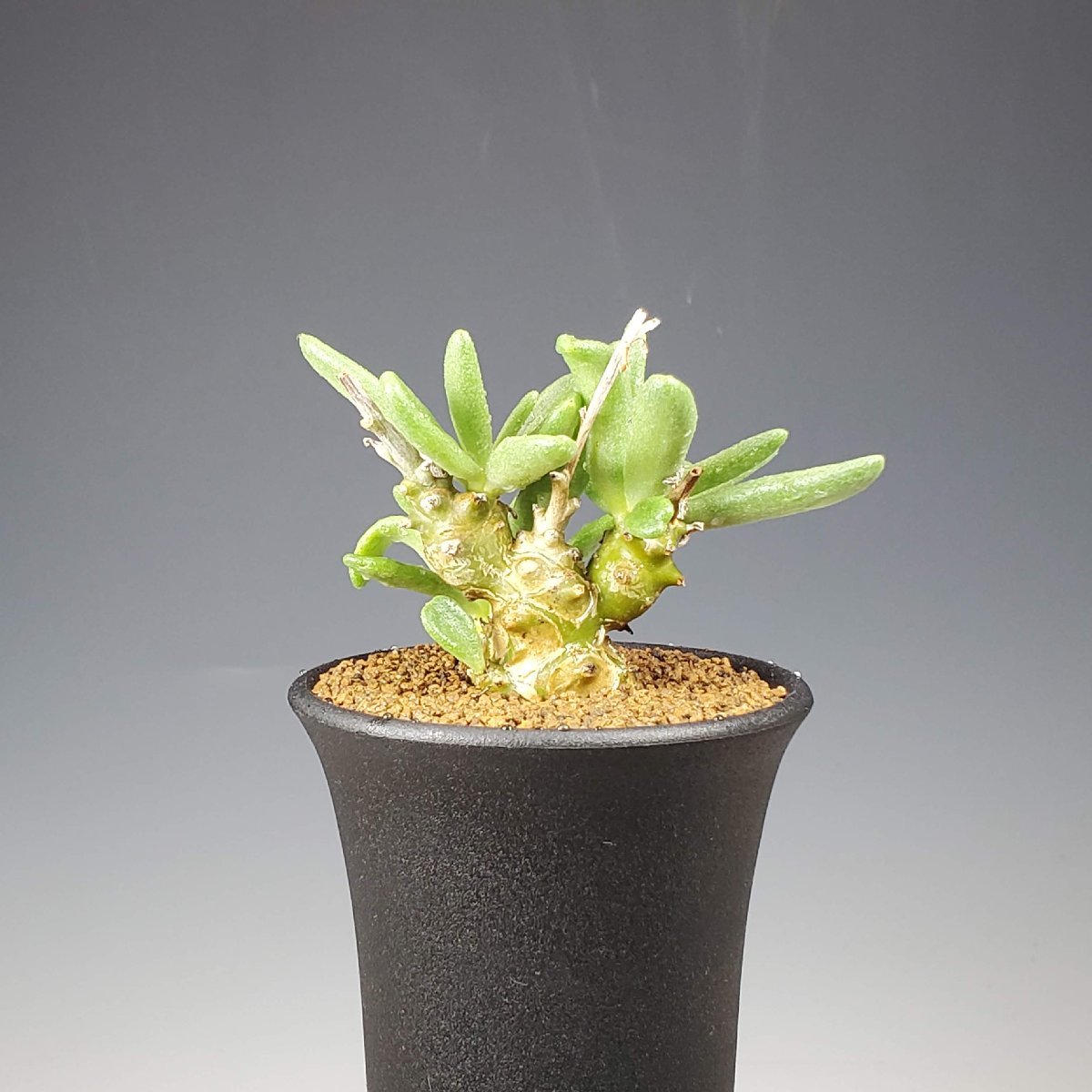 希少 大株 チレコドン ラブラノス 冬型植物 コーデックス チレコドン・ラブラノス 希少 大株 チレコドン ラブラノス 冬型植物