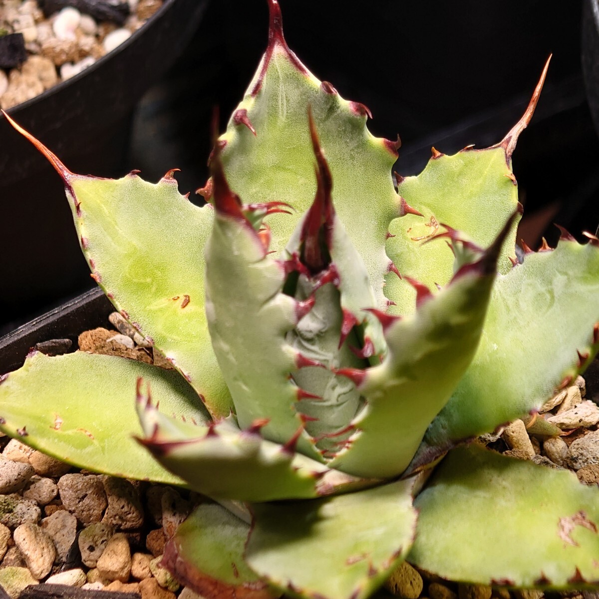 アガベ ハイブリッド 激怒之舞 子株 激怒甲蟹×屈原の舞扇 Lize株 C