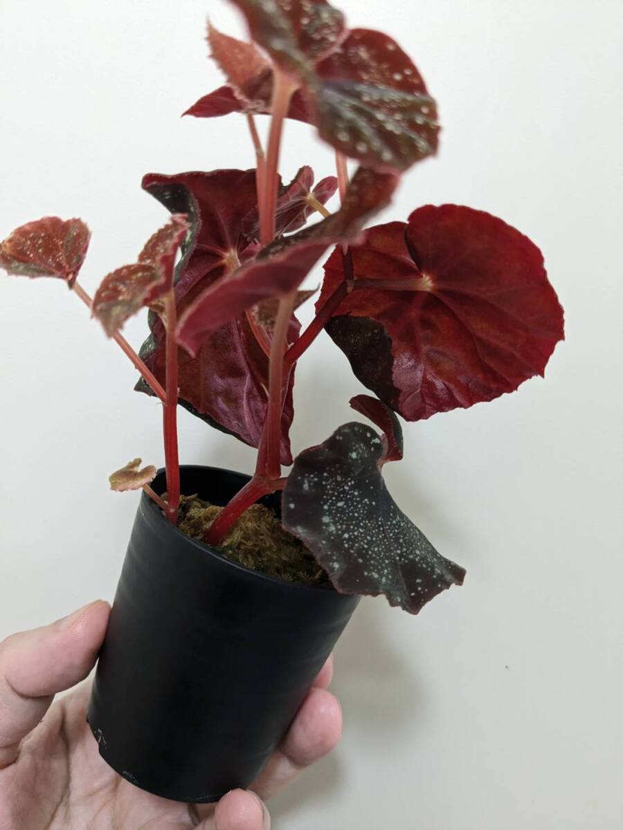 目立った傷や汚れなし】Begonia cf. curtisii 常湿株（ベゴニア