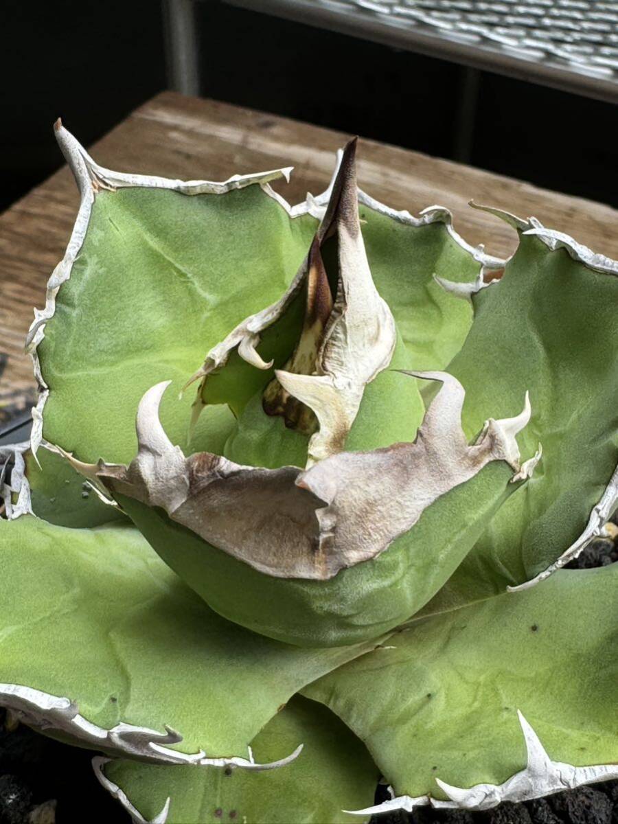 超希少特選株” Agave titanota “日冕” アガベ チタノタ コロナ / 悪魔