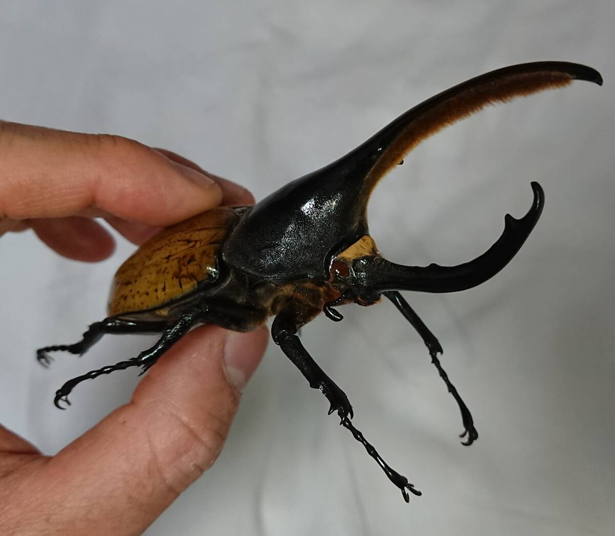 未使用】ペルー産 ヘラクレス・タカクワイ 2～3齢幼虫1頭 ※追加可能の