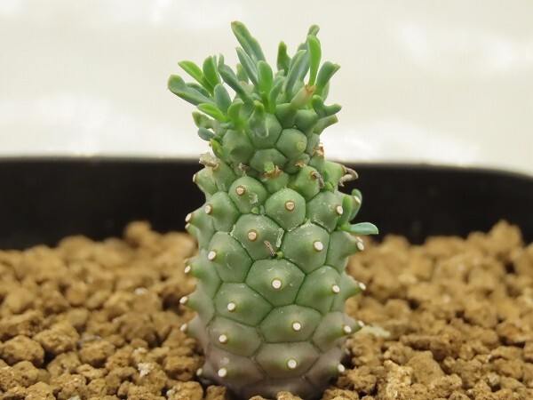 ユーフォルビア 粗い アストロフォラ【実生苗】【抜き苗発送】 