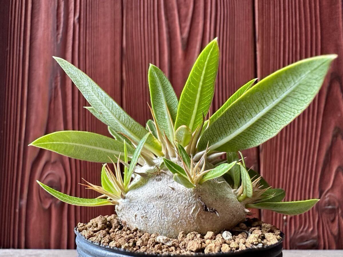 エンセファラルトス ホリダス ドワーフ 種子 3粒 horridus（新品】エン 