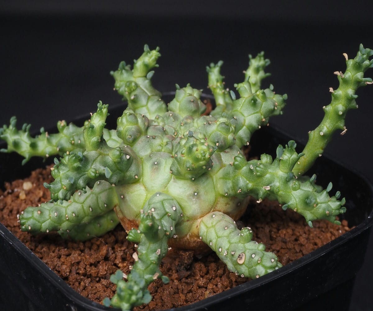 目立った傷や汚れなし】ユーフォルビア ブレビラマ 実生苗 euphorbia  