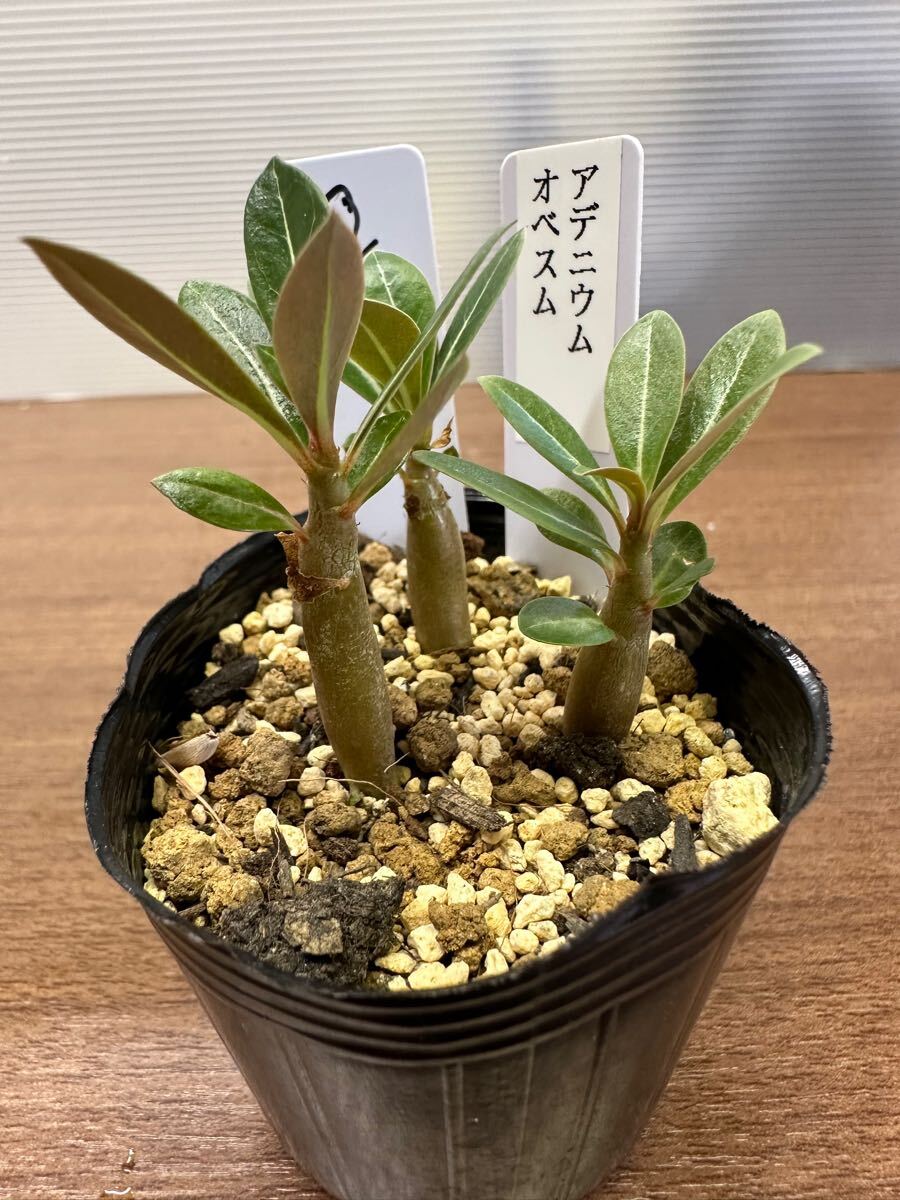 アデニウム オベスム Adeniumu obesum現地球 【公式通販】