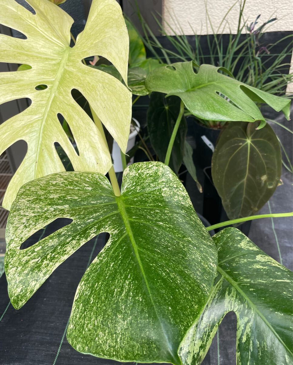 超希少」大株天津蘭ホワイトモンスターデリシオーサ斑入りモンステラ