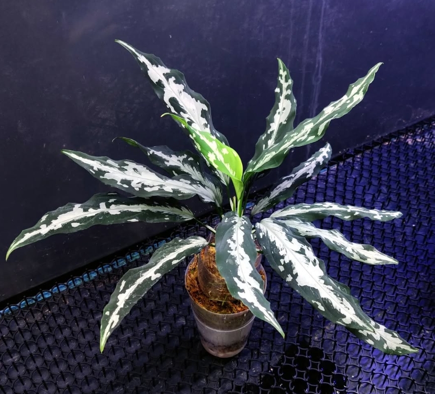 激レア LA便 Aglaonema pictum Nix 【LA0712-00】 【公式通販】 激レア LA便 Aglaonema pictum Nix 【LA0712-00】 【公式通販】