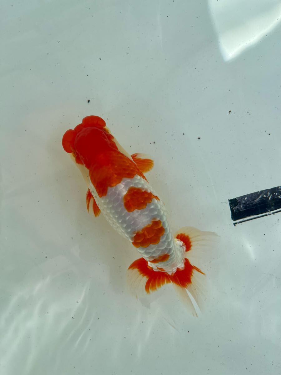 遠州金魚】 浜松優良系統 ⑦ 当歳 上種 14cm 雄 らんちゅう村当歳上 