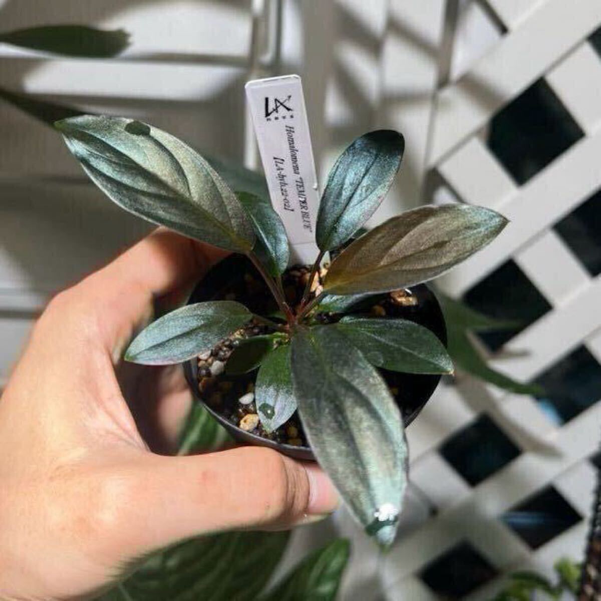 ④ 増殖株 homalomena sp.黒兎 ホマロメナ 【公式通販】 ④ 増殖株 homalomena sp.黒兎 ホマロメナ 【公式通販】