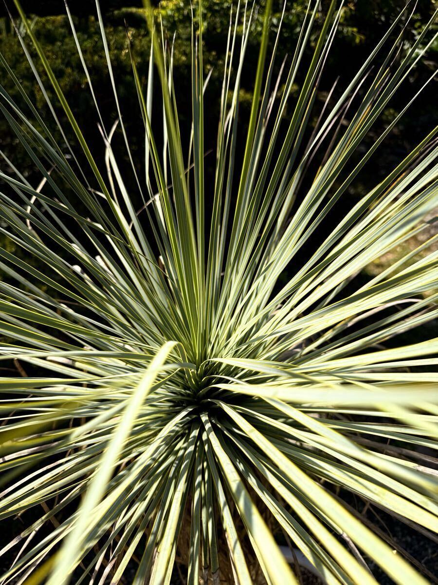 ☆TO☆ハワイ原産 耐寒性の強い アカシア・コア Acacia koa ウクレレの