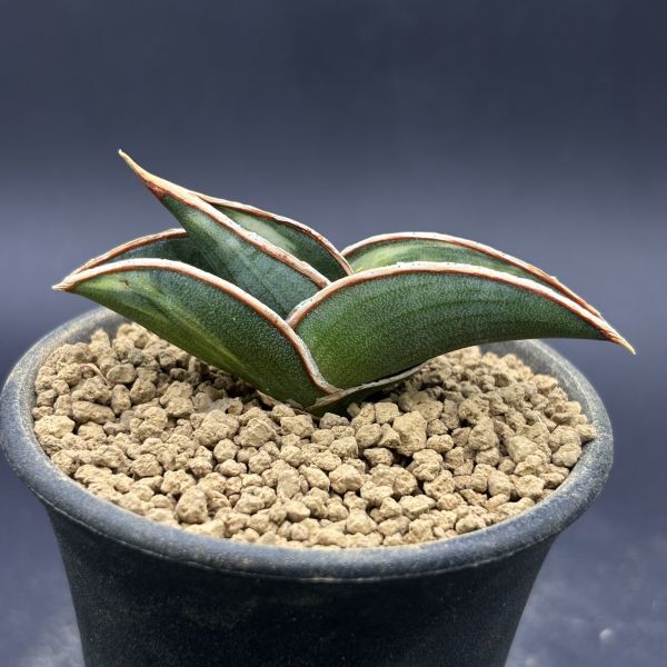 希少種 サンスベリア スパークローン 'Douglas' SANSEVIERIA