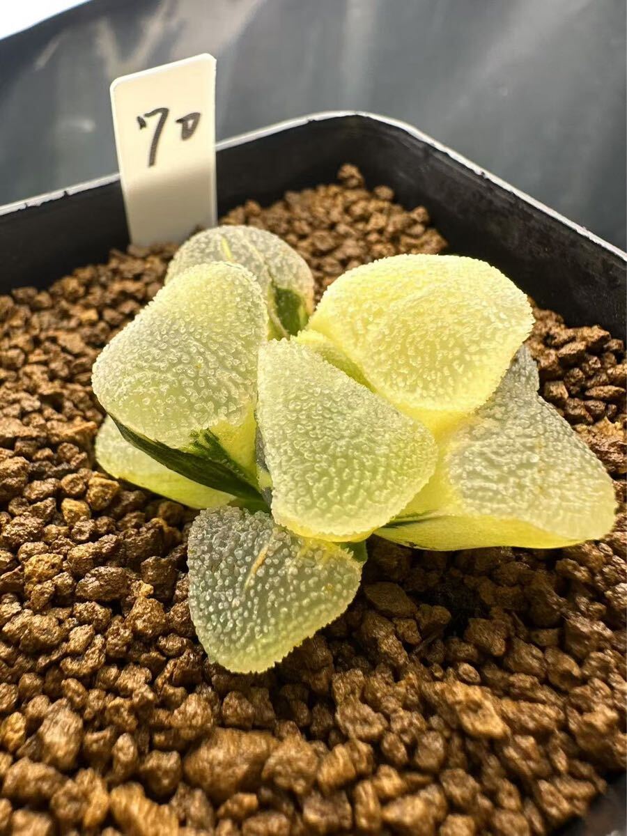 ハオルチア 丸葉ピグマエア錦