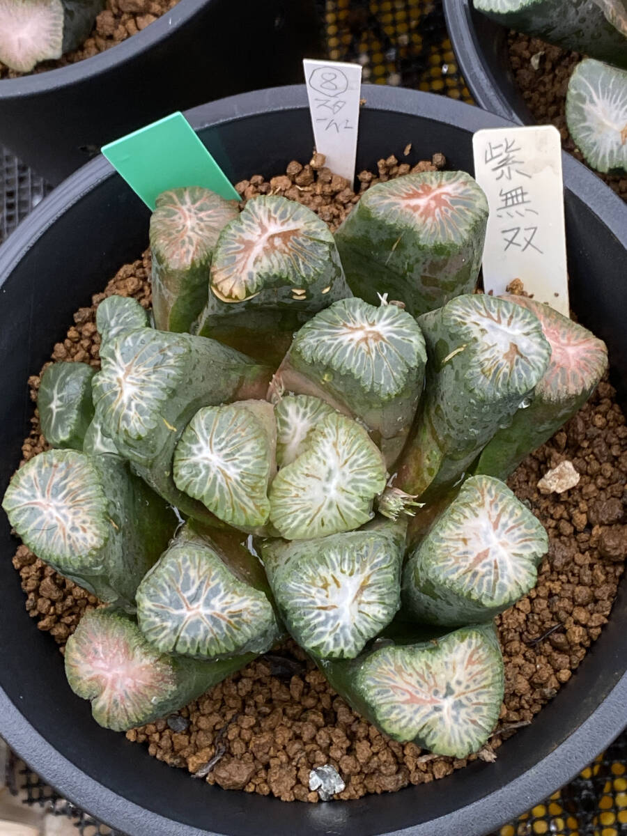 25.【現品 根付き】雷童錦 7.5㌢鉢 斑入り 黄色花 雷童抜き苗