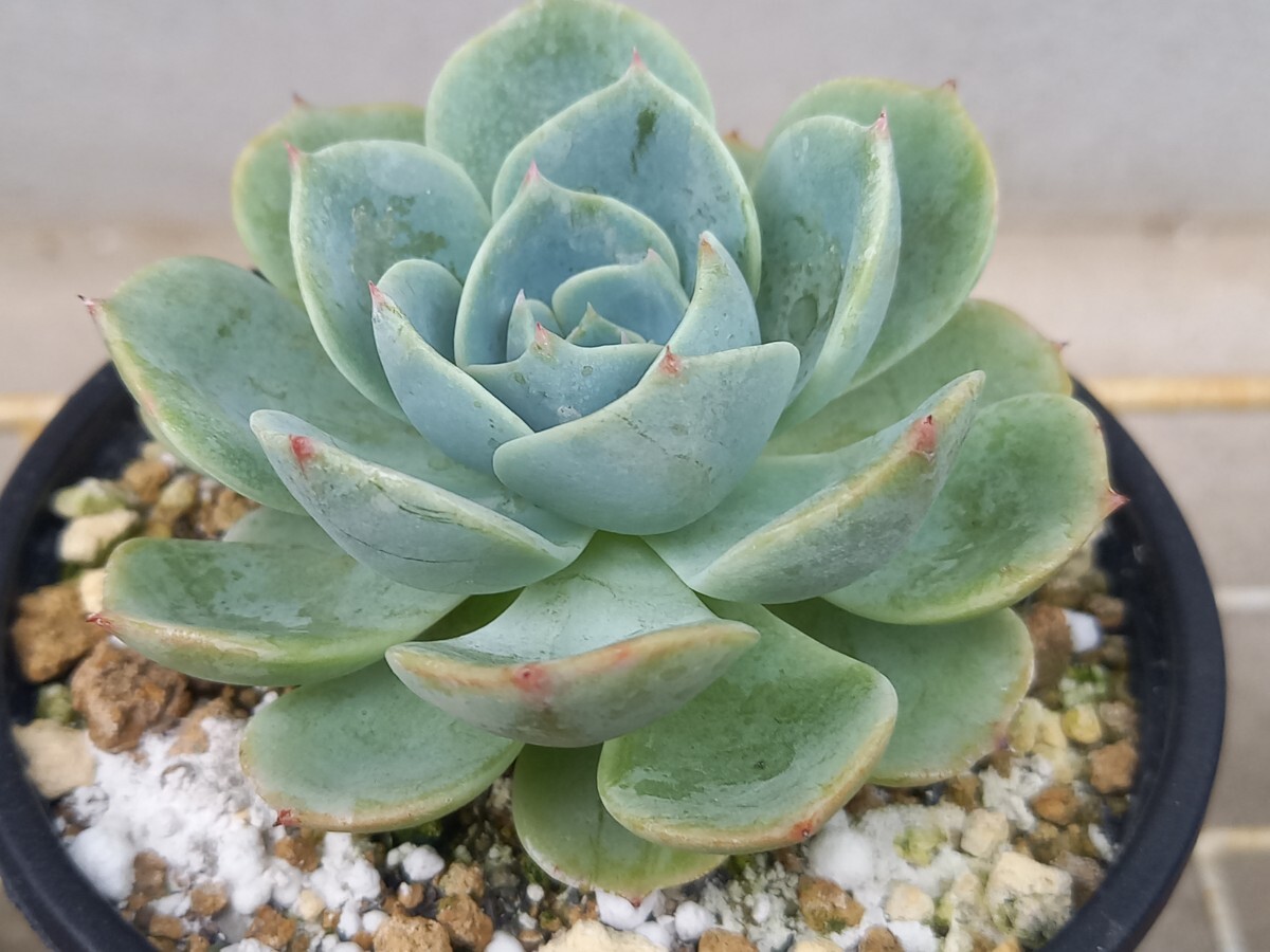 B6808】☆超巨大6.5cm多稜株！！【SS級！極上特選大株