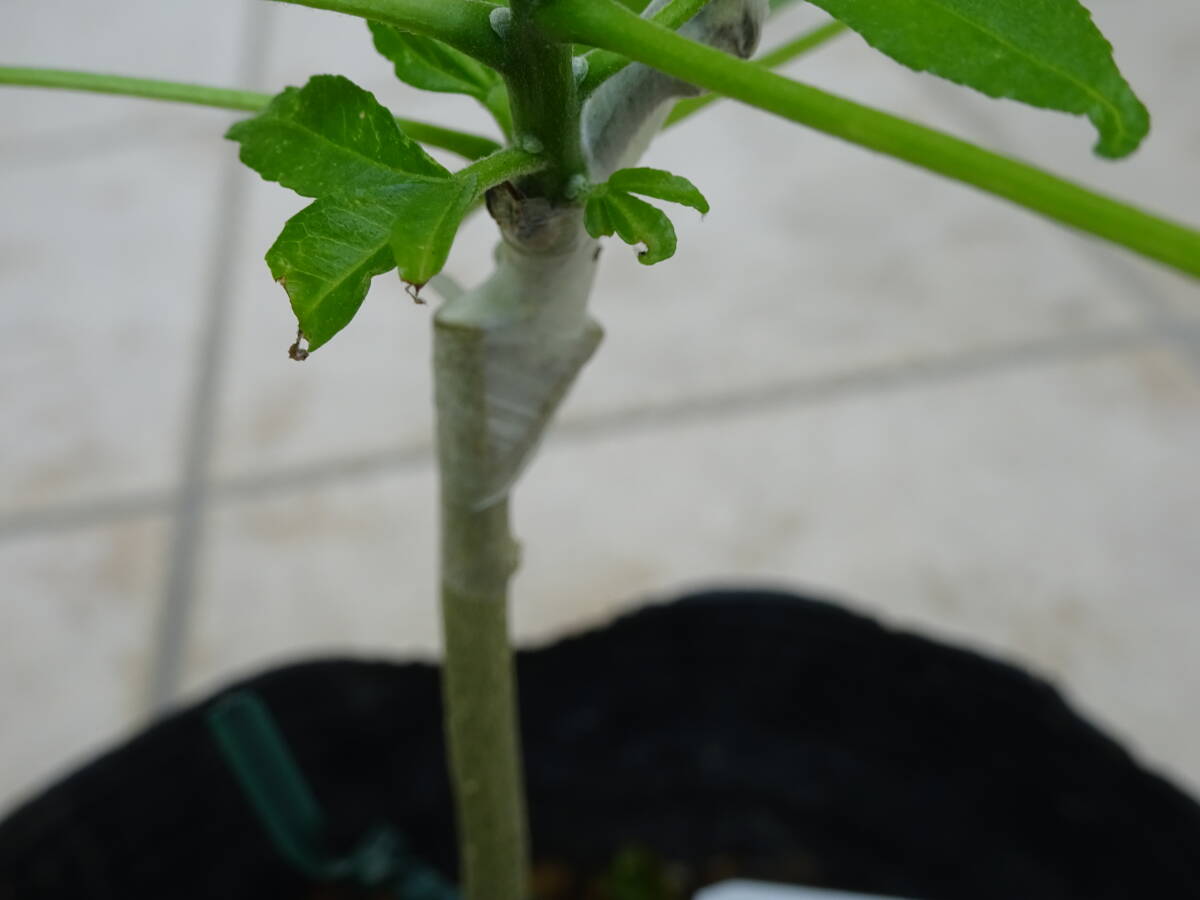 ホワイトサポテ（チエストナット）鉢下から45cm