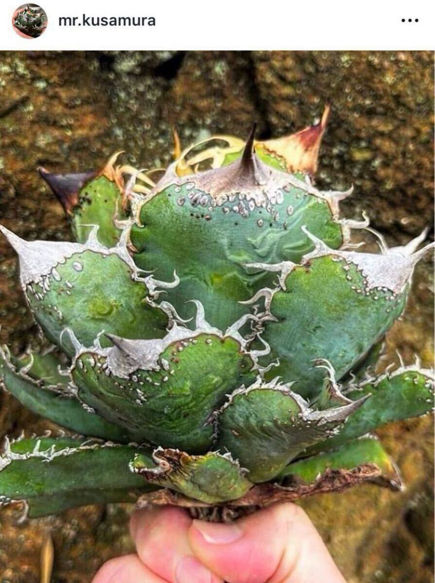 【上澳園芸】 アガベ チタノタ 白鯨錦 縞斑錦 上澳園芸】 アガベ チタノタ 白鯨錦 縞斑錦 769 【上澳園芸】 アガベ