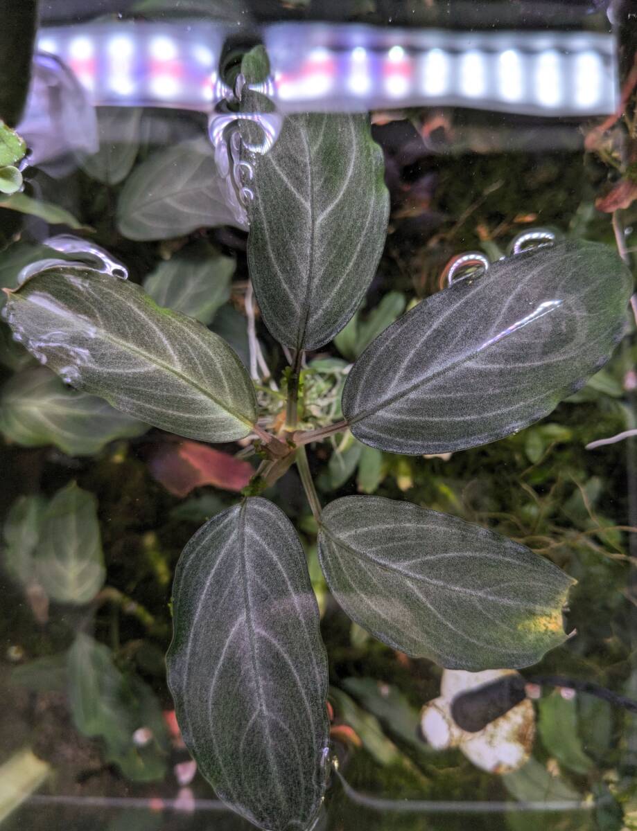 ◇ブセファランドラsp.パールグレイ【TB便】Bucephalandra sp