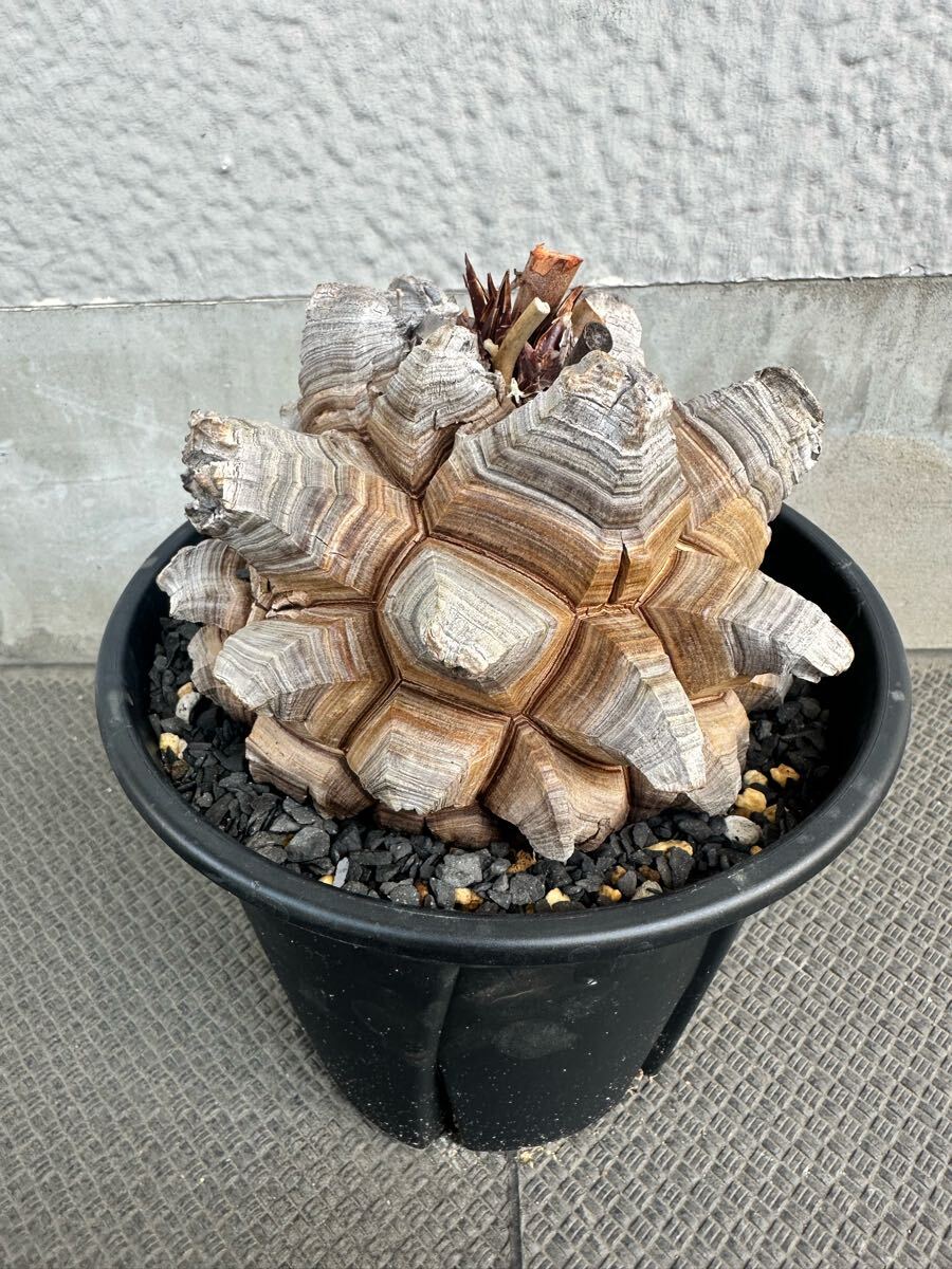 パンクドランカーズ［PDSxSHINOBU］あいつ鉢 / M PUNK DRUNKERS - 2025