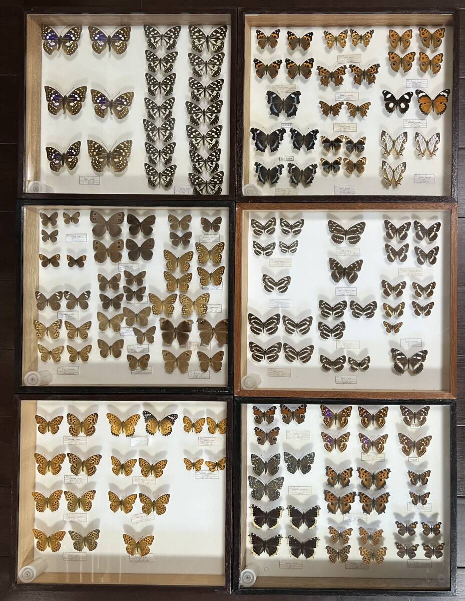 図鑑 東南アジア島嶼の蝶 第5巻 タテハチョウ編（下） 中古品