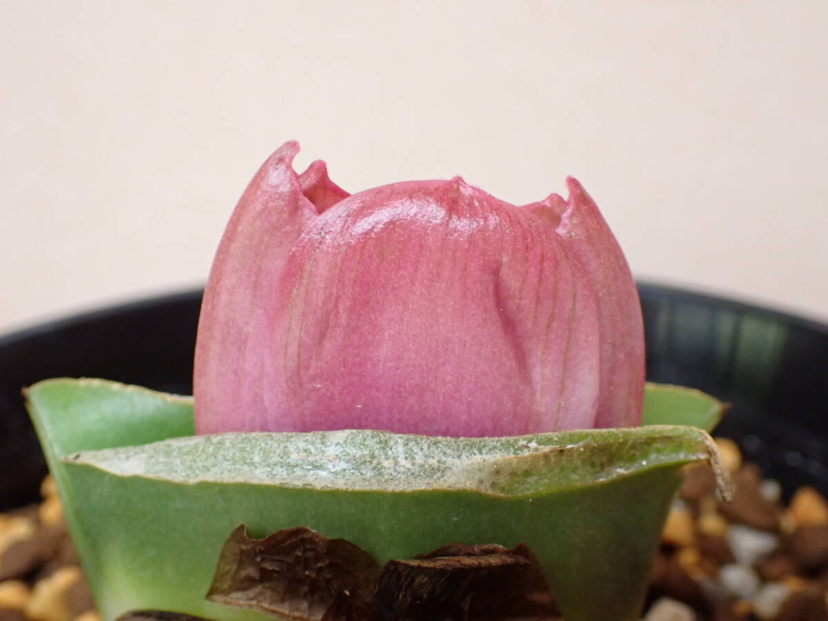 マユハケオモト ピンク花①の落札情報詳細 - Yahoo!オークション落札