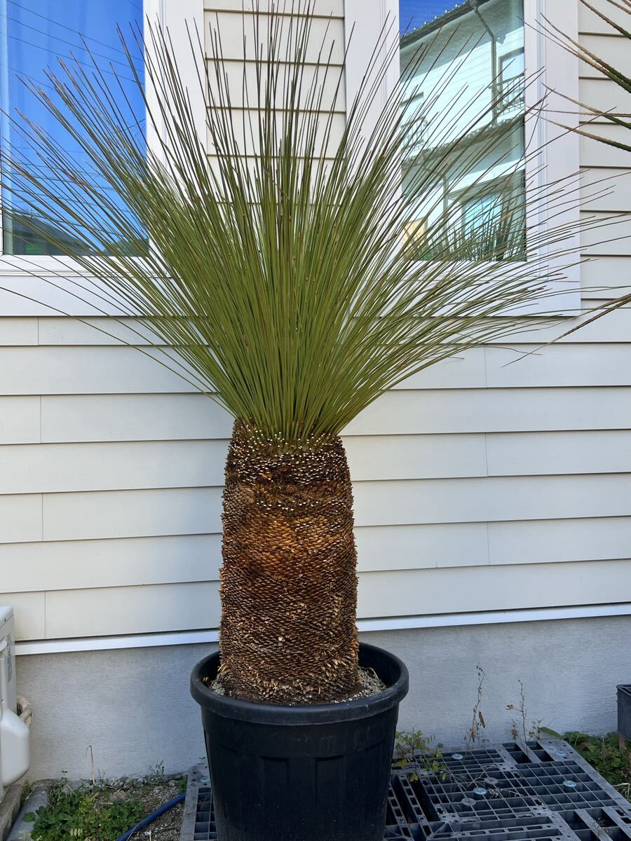 極上の散り斑入り蘇鉄！特大株☆黄金蘇鉄オーレア！錦ソテツ 南国