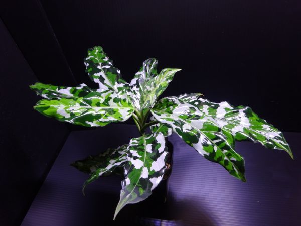 栽培品】アグラオネマ・ピクタム・トリカラー (Aglaonema pictum