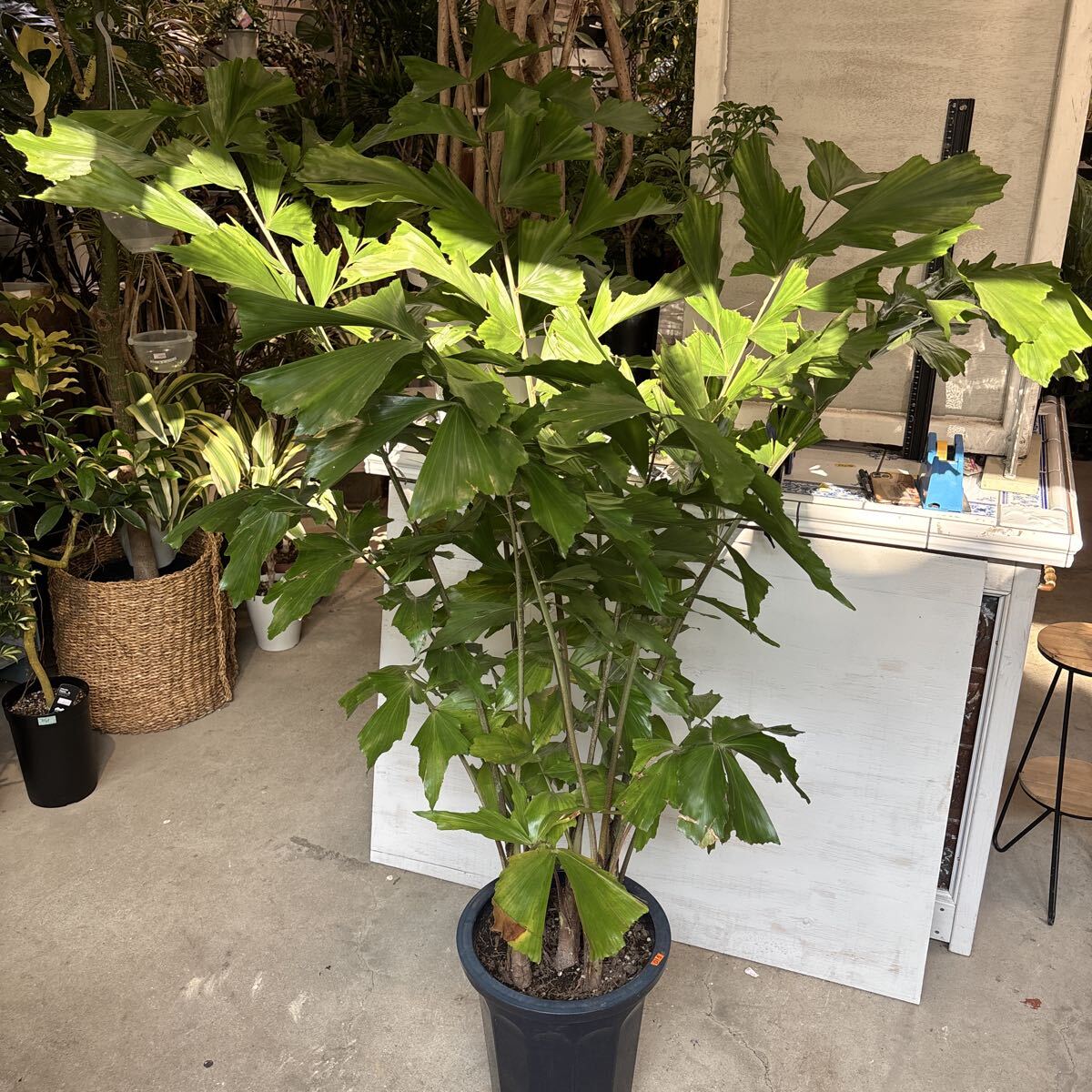 EDG ヤシ 即決！ 極美クジャクヤシ Caryota mitis variegata カリオタ