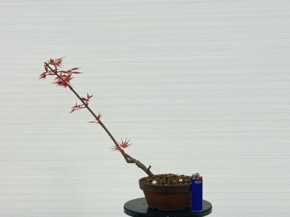 京風もみじ盆栽“桂もみじ中品＞極太幹古木”貴風盆栽素材 の落札情報