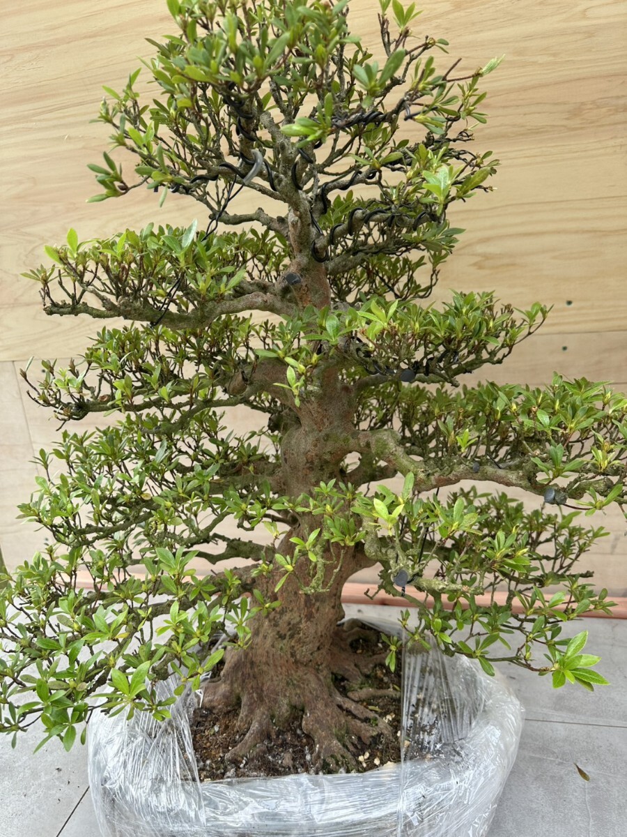 極太の中品新木「栄冠」です】【趣味のさつき】 芯通しの極太新木 「栄