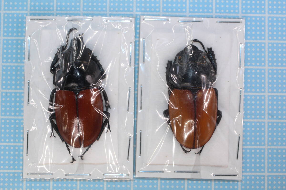 新品】◎フスクスマルバネ、ニティドゥスマルバネクワガタ ギネス級
