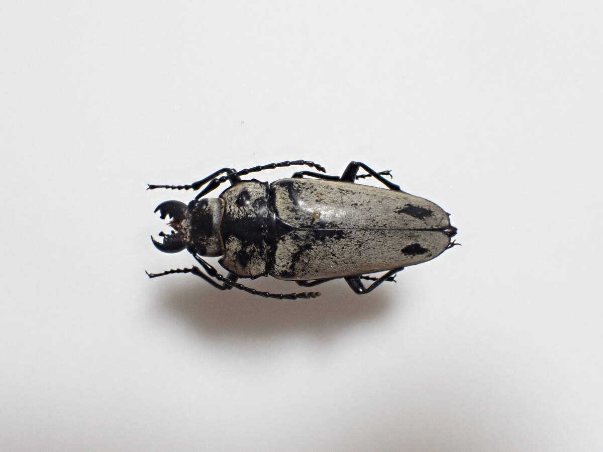 未使用】【URBAN INSECTA】 韓国産WF1 クワガタモドキ 幼虫4頭+ 死着