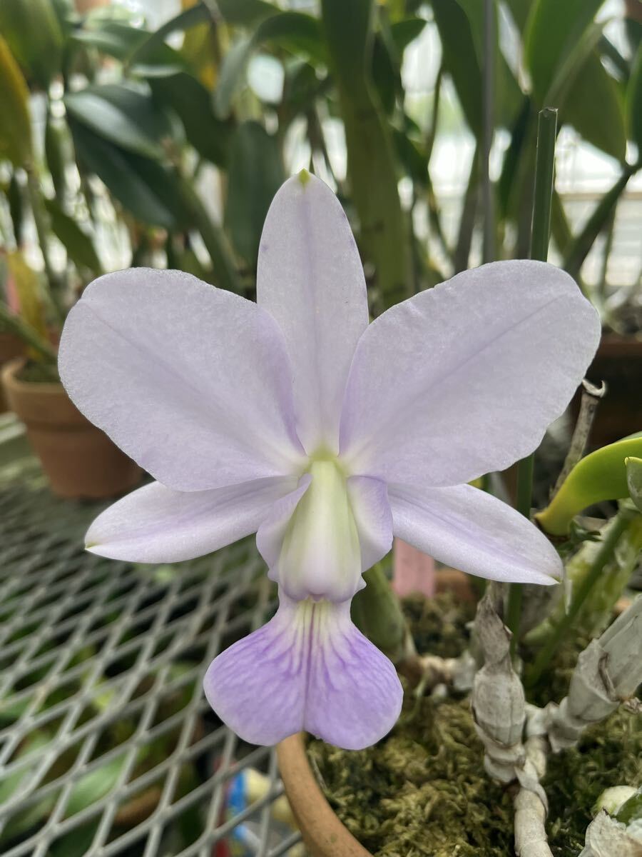 ♤洋蘭原種 C. walkeriana flamea+venosa系交配苗・2株セット（2.5