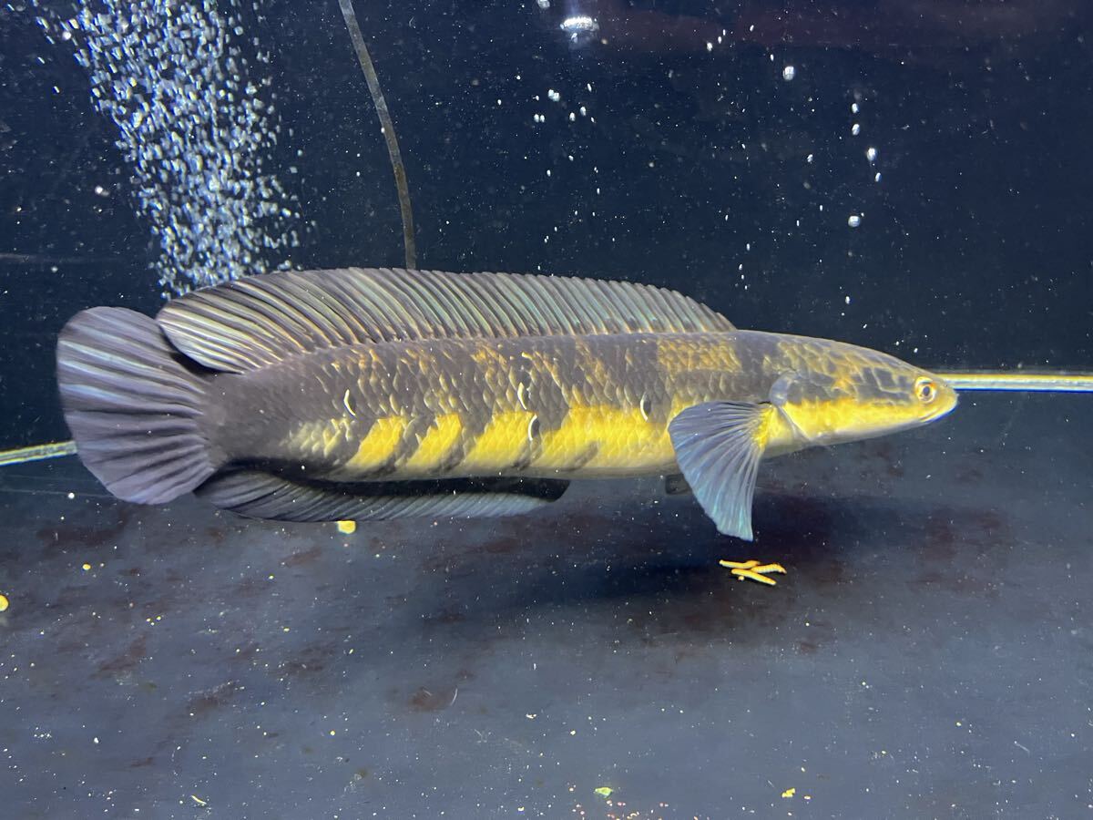 ロイヤルトーマン 淡水魚ロイヤルトーマン イエロー ワイルド1匹 
