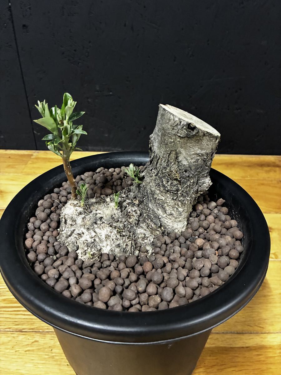 オリーブ 古木 盆栽 オリーブの木 鉢植え 小豆島 // 観葉植物 多肉植物