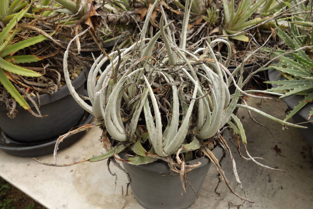 ヘクチア Hechtia Baker's Beauty ⑵ 新品】ヘクティア☆Hechtia sp