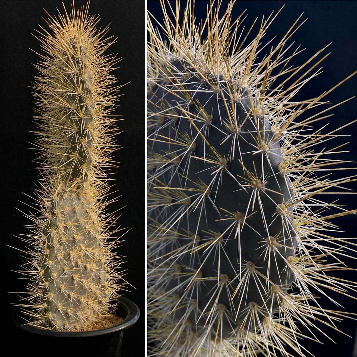 新品】☆多肉植物☆サボテン☆【ガラパゴス団扇】Opuntia galapageia