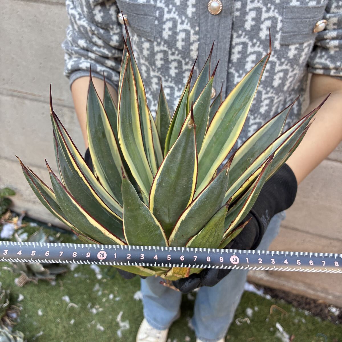 良株 アガベ スノーグロー1 Agave Snow Glowの落札情報詳細 - Yahoo
