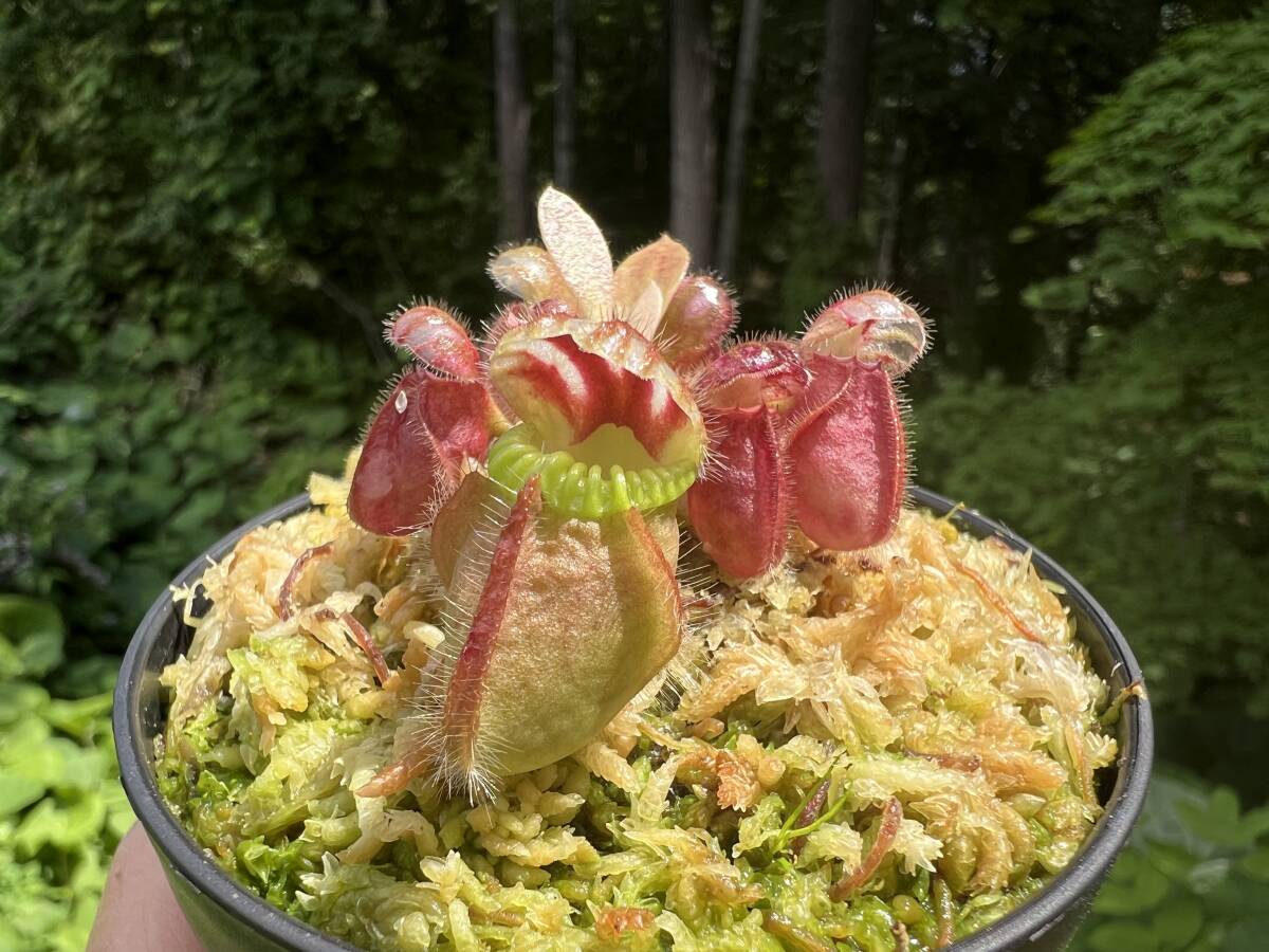 やや傷や汚れあり （詳細）】Cephalotus ”Eden black” Cedric